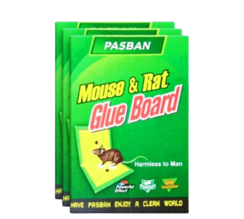 Pasban Rat